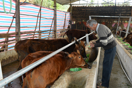 Mô hình nuôi bò bán công nghiệp của gia đình ông Phạm Xuân Tính ở thôn 2, xã Yên Hưng cho hiệu quả kinh tế cao.