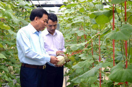 Đồng chí Nguyễn Văn Khánh - Phó Chủ tịch UBND tỉnh thăm mô hình thực nghiệm trồng dưa công nghệ cao tại xã Âu Lâu, thành phố Yên Bái.