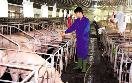 Công nhân Công ty TNHH Đầm Mỏ chăm sóc đàn lợn.
