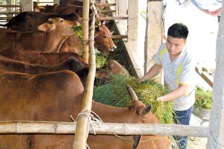 Đề án tái cơ cấu ngành nông nghiệp thúc đẩy phát triển chăn nuôi hàng hóa trong nhân dân Văn Yên.