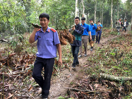 Đoàn viên thanh niên huyện Trấn Yên giúp bà con thôn Khuôn Bổ, xã Hồng Ca vận chuyển tre măng Bát độ giống.