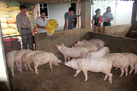 Nhiều mô hình chăn nuôi lợn của xã Phù Nham thu nhập 100 triệu đồng/năm.