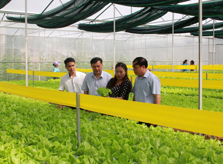 Lãnh đạo Sở Nông nghiệp và Phát triển nông thôn thăm mô hình trồng rau thủy canh tại xã Minh Bảo, thành phố Yên Bái.