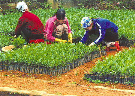 Nông dân Văn Chấn chăm sóc cây giống phục vụ trồng rừng vụ xuân. (Ảnh: Thanh Miền)