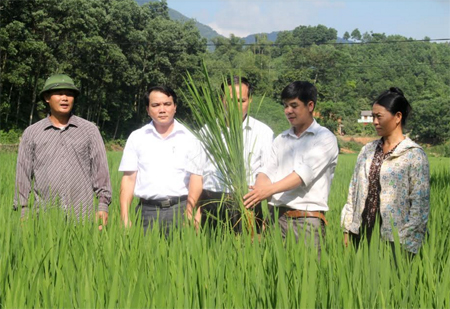 Cán bộ Phòng Nông nghiệp và Phát triển Nông thôn huyện Yên Bình và lãnh đạo xã Bạch Hà kiểm tra việc chăm sóc lúa xuân.