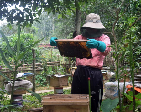 Ông Trần Đức Thắng kiểm tra đàn ong.