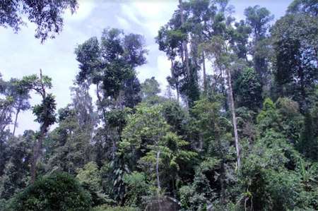 Bảo vệ, phát triển môi trường rừng ở Yên Bái ngày càng phát huy hiệu quả.
