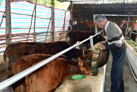 Mô hình nuôi bò bán chăn thả của ông Phạm Xuân Tính, thôn 2, xã Yên Hưng cho hiệu quả kinh tế cao.