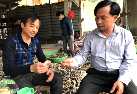 Anh Nguyễn Quốc Tuấn (bên trái) kiểm tra chất lượng sản phẩm mộc nhĩ trước khi xuất bán ra thị trường.