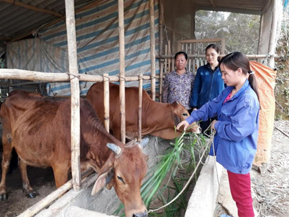 Cặp bò nái của chị Ngô Thị Nghĩa, ở thôn Làng Mấy chuẩn bị sinh thêm lứa thứ 2.