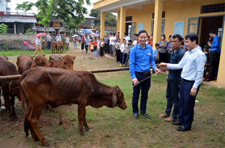 Lãnh đạo đại diện Báo Tuổi Trẻ và Tỉnh đoàn Yên Bái trao bò cho các hộ dân bị ảnh hưởng thiên tai.