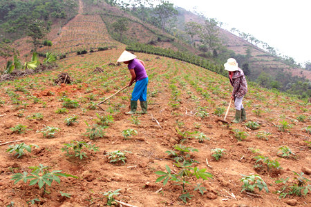 Nông dân xã Mậu Đông canh tác sắn bền vững bằng cách trồng sắn xen các cây họ đậu.