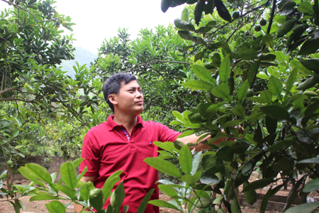 Anh Trần Mạnh Giang chăm sóc cây ăn quả.