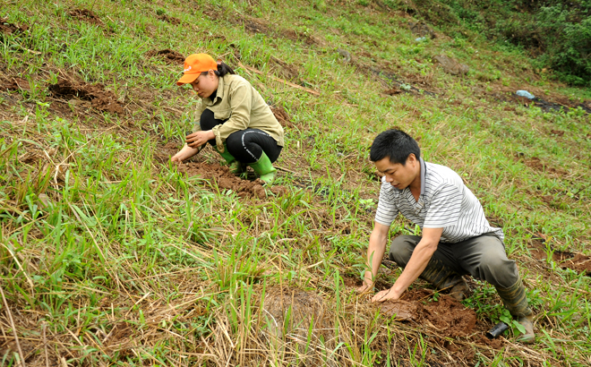 Nông dân xã Xuân Lai trồng rừng vụ xuân.