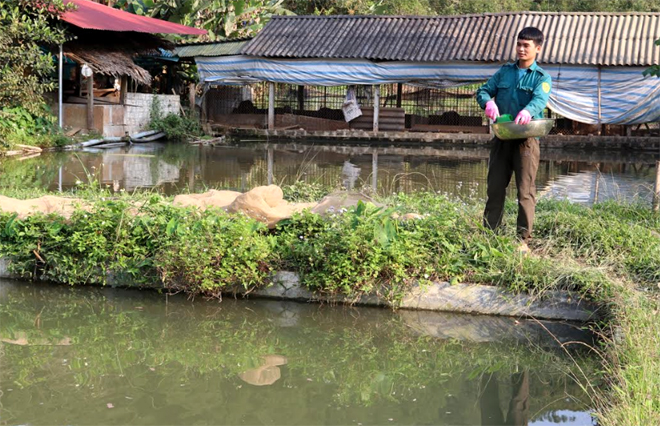 Hội viên Bàn Tiến Nhị, Chi hội thôn 1 với mô hình chăn nuôi lợn rừng lai và cá rô phi đơn tính có thu nhập trên 200 triệu đồng/năm.