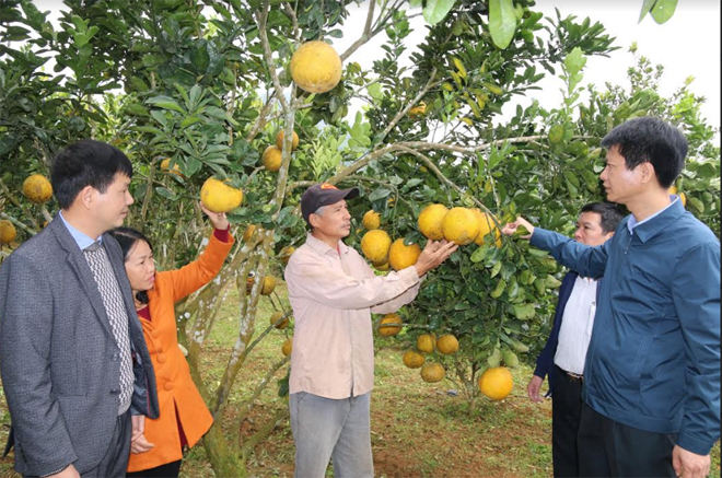Vùng cây ăn quả ở xã Hưng Thịnh, huyện Trấn Yên mỗi năm cho thu trên 16 tỷ đồng.