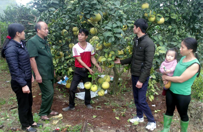 Nhiều hộ dân ở Hán Đà trồng bưởi Diễn thu nhập trên 200 triệu đồng/năm.
