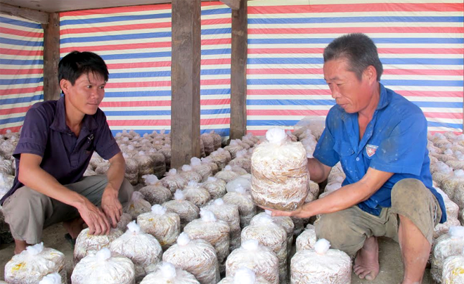 Nông dân thị xã Nghĩa Lộ trao đổi kinh nghiệm nuôi trồng nấm sò.