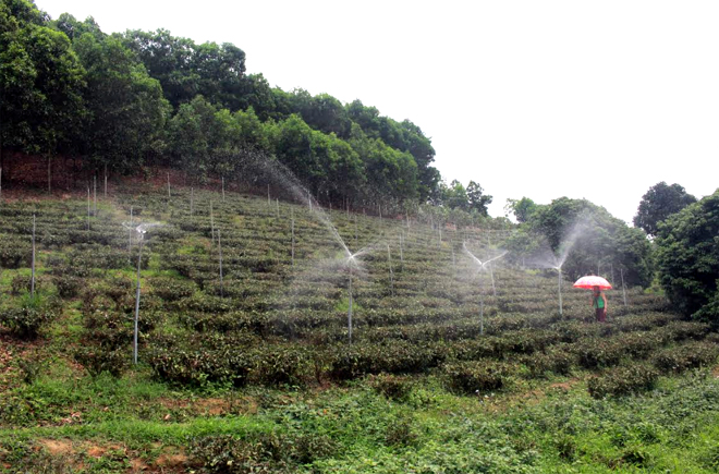 Hệ thống tưới phun mưa cho đồi chè của chị Nguyễn Thị Mai, xã Báo Đáp.