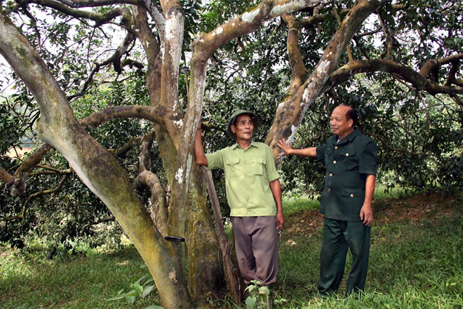 Ông Phúc (bên trái) trao đổi với Chủ tịch Hội CCB xã Hán Đà kinh nghiệm trồng bưởi.