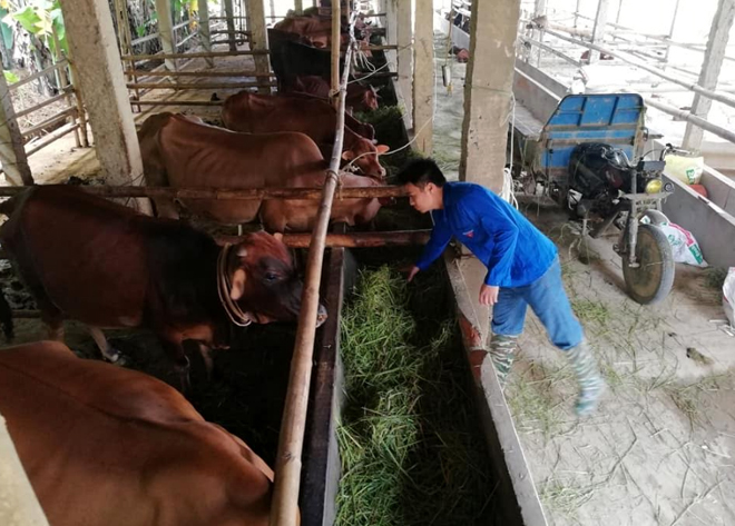 Mô hình nuôi bò bán công nghiệp của anh Nguyễn Văn Được.