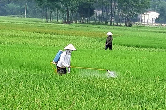 Nông dân Văn Chấn chăm sóc lúa xuân. (Ảnh: Hồng Duyên)