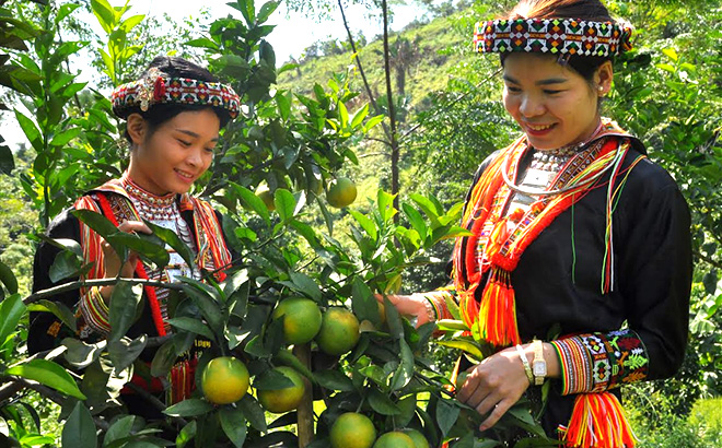Trồng cây ăn quả có múi giúp nâng cao thu nhập cho người dân xã Tân Phượng.