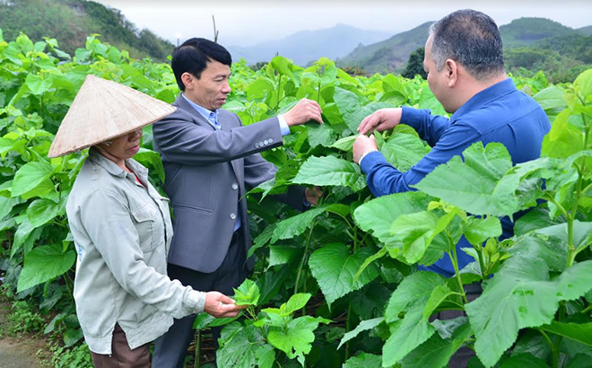 Lãnh đạo xã Đông Cuông kiểm tra mô hình trồng dâu nuôi tằm tại thôn Thác Cái.