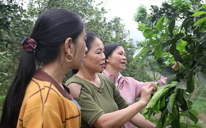 Hội viên Hội Phụ nữ xã Hưng Thịnh, huyện Trấn Yên truyền đạt kinh nghiệm chăm sóc cây ăn quả.