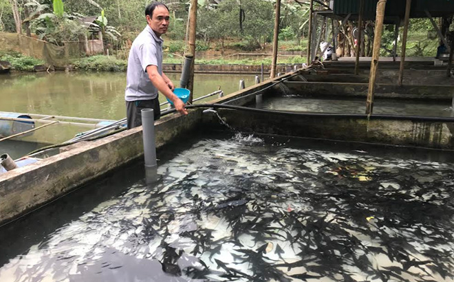 Công nhân cơ sở sản xuất cá tầm giống của anh Bình chăm sóc cá giống.
