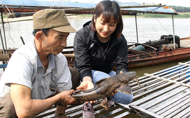 Từ nuôi cá chiên, hàng năm bà Nguyễn Thị Lan ở tổ 6, thị trấn Mậu A có thu nhập trên 100 triệu đồng.