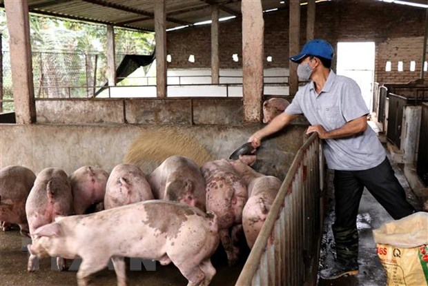 Chăm sóc đàn lợn thịt tại xã thư Phú, huyện Thường Tín, Hà Nội.