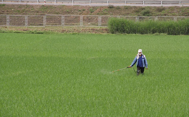 Nông dân xã Minh Quân, huyện Trấn Yên phun thuốc phòng trừ đạo ôn.