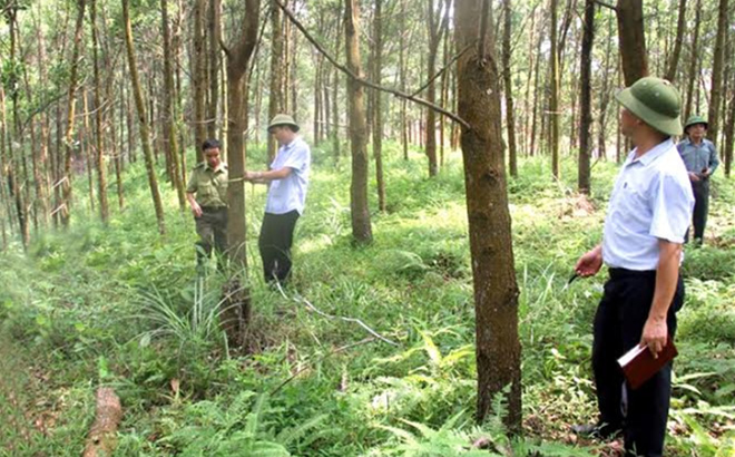 Lãnh đạo Chi cục Kiểm lâm tỉnh cùng cán bộ kiểm lâm huyện Yên Bình khảo sát năng suất rừng trồng tại huyện Yên Bình. (Ảnh: Thu Trang)