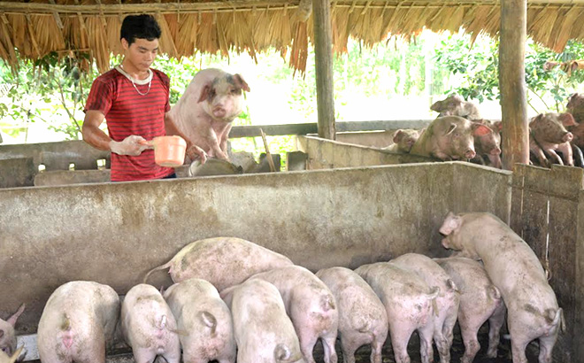 Theo Nghị quyết, những hộ gia đình chăn nuôi lợn nái sinh sản có quy mô từ 5 con trở lên sẽ được hỗ trợ 1 lần. Mức hỗ trợ 12 triệu đồng/hộ gia đình. (Ảnh: Đức Toàn)
