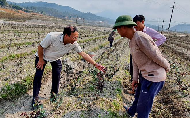 Đồng chí Vũ Tiến Đức - Chủ tịch UBND huyện Mù Cang Chải (bên trái) kiểm tra mô hình trồng hoa hồng tại HTX Hoa Nậm Khắt.