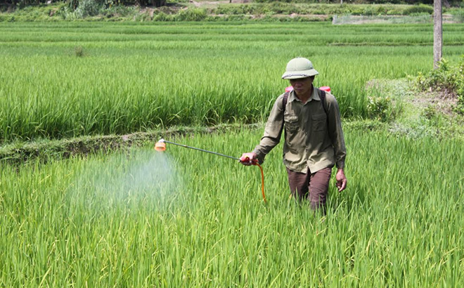 Nông dân huyện Trạm Tấu phun thuốc phòng trừ sâu bệnh.