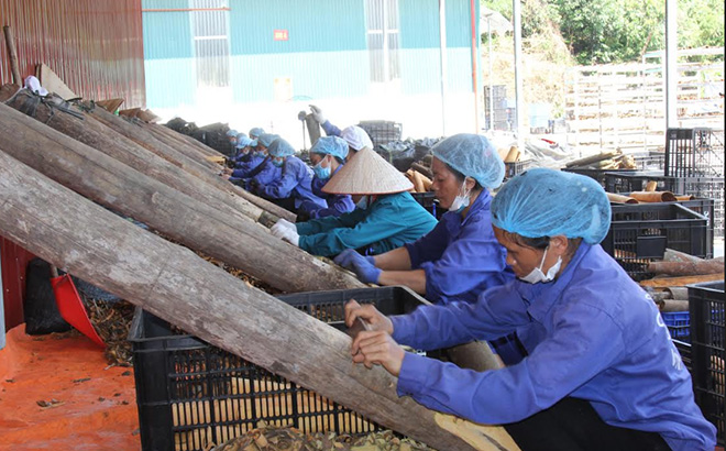 Công nhân Hợp tác xã Quế hồi Việt Nam, xã Đào Thịnh chế biến vỏ quế.