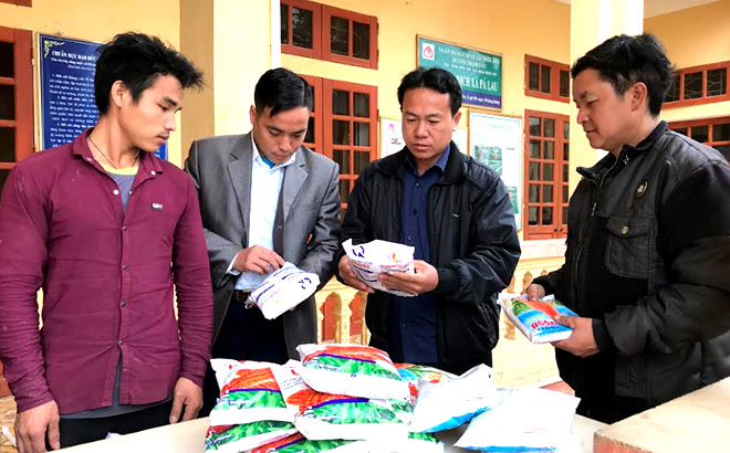 Lãnh đạo xã Pá Lau, huyện Trạm Tấu kiểm tra việc cấp ngô giống cho người dân theo chính sách hỗ trợ của Nhà nước.