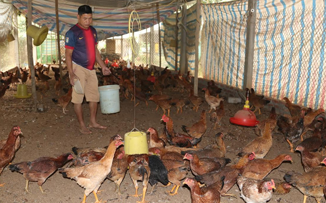 Mô hình nuôi gà của ông Kiềng Kim Cương ở thôn Yên Thịnh mang lại hiệu quả kinh tế cao.