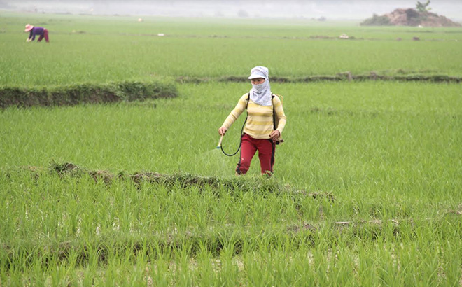 Nông dân huyện Văn Yên phun thuốc phòng trừ sâu bệnh hại lúa.