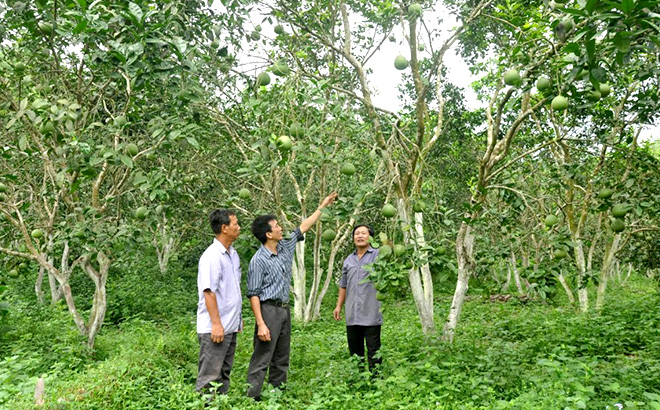 Mô hình trồng bưởi Đại Minh của hội viên nông dân huyện Yên Bình mang lại hiệu quả kinh tế cao.