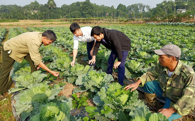 Mô hình sản xuất rau an toàn ở HTX Rau sạch, xã Âu Lâu, thành phố Yên Bái.