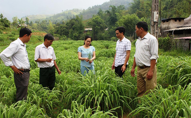 Thường trực HĐND huyện Trạm Tấu kiểm tra mô hình trồng sả Java tại xã Hát Lừu.