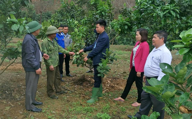 Lãnh đạo xã Châu Quế Thượng kiểm tra mô hình trồng cây ăn quả có múi tại thôn Ngòi Lẫu.