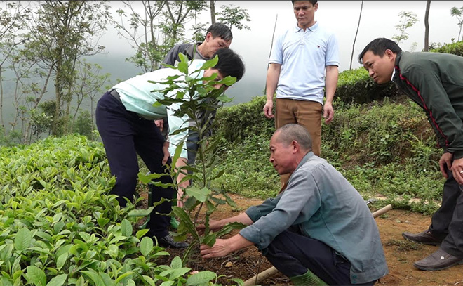 Cây mắc ca trồng xen chè ở xã Gia Hội, huyện Văn Chấn sinh trưởng khá nhanh.