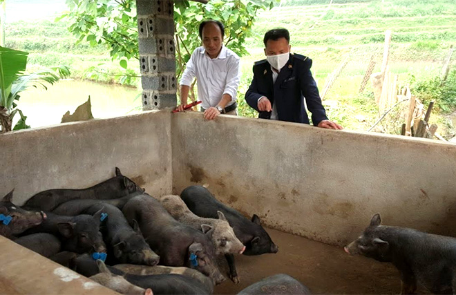 Mô hình chăn nuôi lợn sinh sản giống bản địa ở xã Minh An, huyện Văn Chấn bước đầu cho thấy sự phù hợp với điều kiện thực tế địa phương.