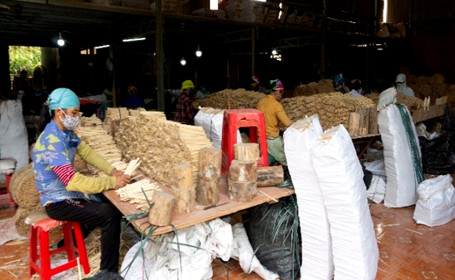 Nhờ phát triển các cơ sở chế biến gỗ rừng trồng, Tân Thịnh đã giải quyết tốt vấn đề tiêu thụ nguyên liệu, ổn định việc làm và thu nhập cho nông dân.
