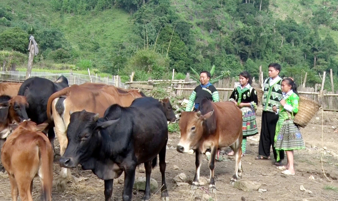 Mô hình chăn nuôi bò theo hướng bán chăn thả của đồng bào Mông thôn Bu Cao, xã Suối Bu, huyện Văn Chấn.
