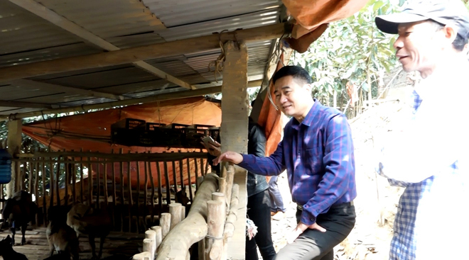 Chủ tịch UBND huyện Văn Yên Hà Đức Anh kiểm tra mô hình phát triển chăn nuôi dưới tán rừng quế của gia đình ông Nguyễn Văn Thuận, xã Yên Phú.